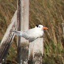 Royal Tern