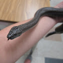 Poway Rosy Boa (female)