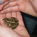Pickeral Frog