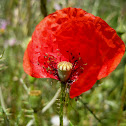 corn poppy; amapola silvestre