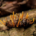 Parasitic Fungi