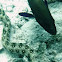 Moray & Grouper hunting together