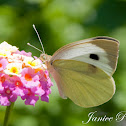 Cabbage White Butterfly