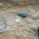 ¿Pupa?