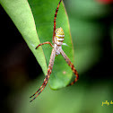 Oval St. Andrew's Cross Spider (Female)