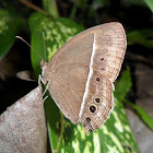 Dark-branded Bushbrown