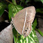 Dark-branded Bushbrown
