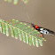 Braconidae wasp