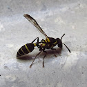 WASP