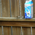 Chipping Sparrow