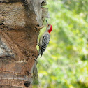 Red-Bellied Woodpecker