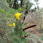 Partridge Pea