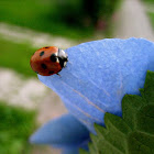 Ladybird