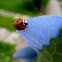 Ladybird