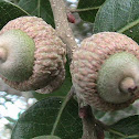 Sand Live Oak (typical twin acorns)