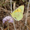 Clouded Yellow