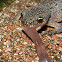 salamandra de costelas salientes