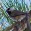 Mountain Chickadee