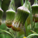 Coltsfoot