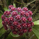 Hoya "Pink Silver"