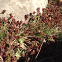 Red Carpet Sedum or Stonecrop