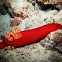 Spanish dancer