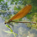 Beautiful Demoiselle (female)