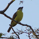 Boat-billed Flycatcher