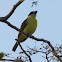 Boat-billed Flycatcher