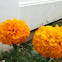Marigold