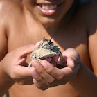 Horned Toad