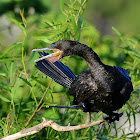 neotropic cormorant