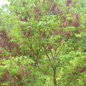 Redbud Tree (after flowering)