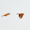 White-eared bulbul