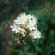 valerians