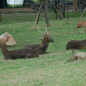 Deer