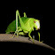 Katydid?