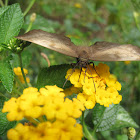 Mariposa, Achlyodes