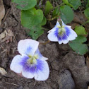 Common Blue Violet