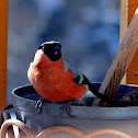 Eurasian Bullfinch