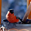 Eurasian Bullfinch