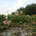 White Clover