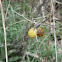 Nightshade Berries