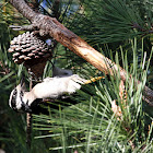 Hairy Woodpecker