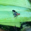 Picture-winged Fly