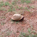 Three-toed box turtle