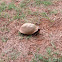 Three-toed box turtle