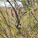 Gila Woodpecker