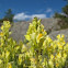 Yellow toadflax