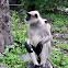 Hanuman Langur
